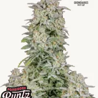 FORBIDDEN RUNTZ Auto